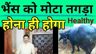 भैंस को मोटा तगड़ा करने का घरेलू उपाय kamzor buffalo ko mota karne ka tarika D D Ramawat