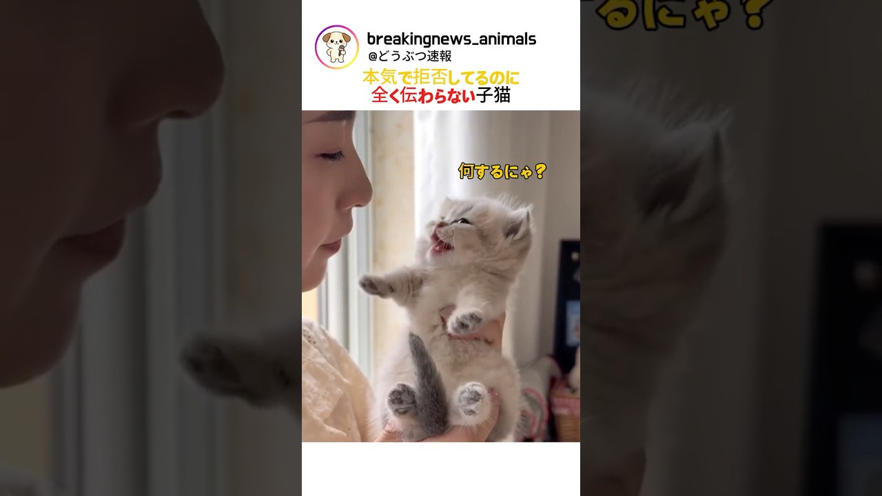 本気で拒否してるのに 全く伝わらない 子猫