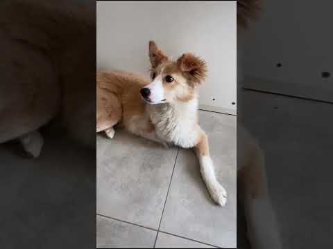 Боня теперь собака из приюта. Она ждёт своего человека. #хвостатыйдом #приютдляживотных #собаки