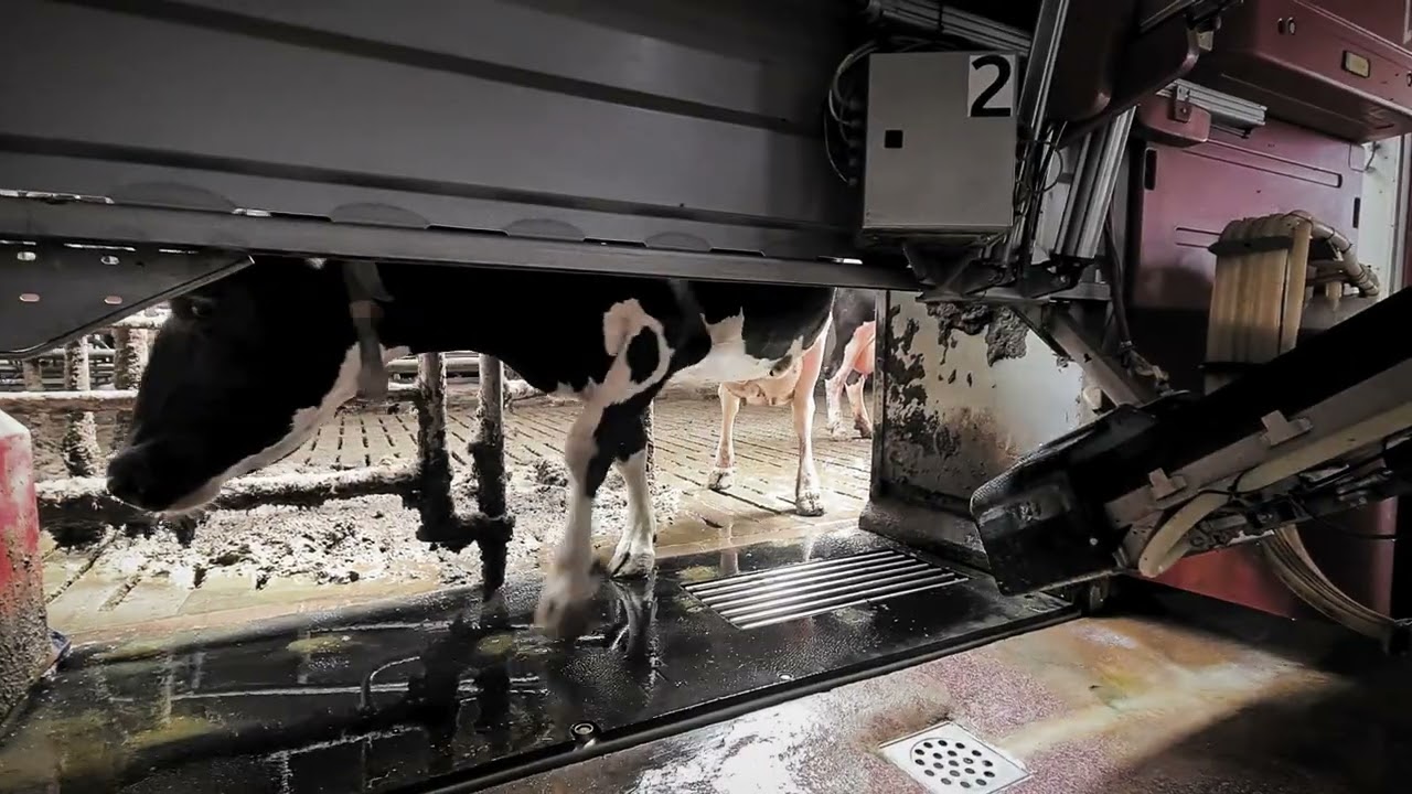 Haar verhaal - het leven van een melkkoe in een minuut