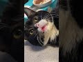突然のくしゃみに驚いた猫の表情が可愛すぎる