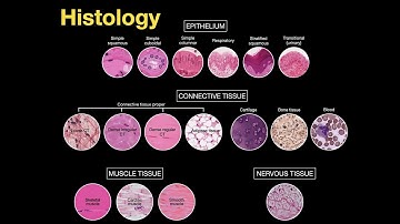 Introduction to Histology