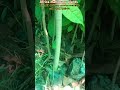 african mahogany plants available plants height 1 feet to 6 feet available call 7002728844