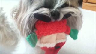 Shih Tzu dog Lacey gets a new Santa toy Christmas