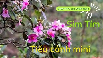 Đi rừng –  Sim rừng khai thác || Dọc sườn núi lấy Hải châu siêu mini và ít sim tím chân rể mini