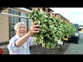 【自給自足】庭の雑草も無駄にしない81歳のお茶作り。