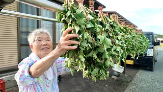 видео: Японская бабушка делает чай из трав с огорода картинка: Японская бабушка делает чай из трав с огорода