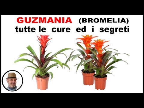 Video: Guzmania Minor: descrizione, caratteristiche di coltivazione e cura, foto