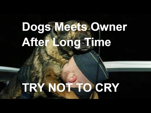 dogs-meets-owner-after-long-time-★-try-not-to-cry-hd-funny-pets