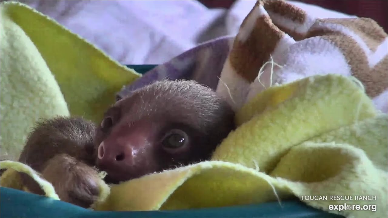 Baby sloth Moose - 03/17/24 - SlothTV via explore.org - YouTube