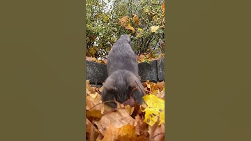 Cat attacking! #lilcat