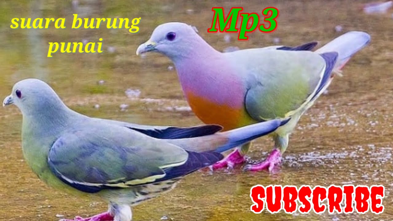 Раротонгский пёстрый голубь. Розовошейный зелёный голубь. Пятнистый зеленый голубь. Pink-necked Green Pigeon