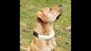 Techstination: Halo Collar, created with #Cesar Millan,  innovates to keep dogs safer everywhere