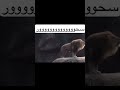 أسد يقول سحور اسمع بنفسك فيديو يستحق النشر