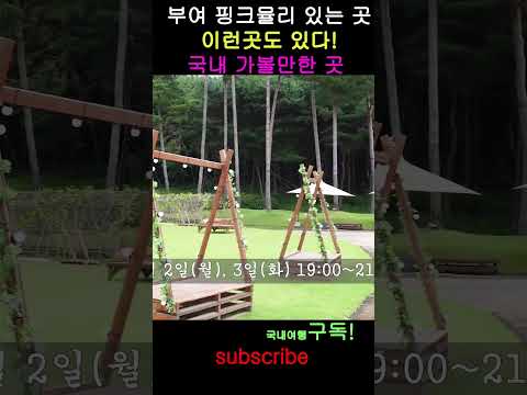 핑크뮬리 있는 곳 충남 부여 꽃구경 국내여행 부여 백제문화단지 #shorts