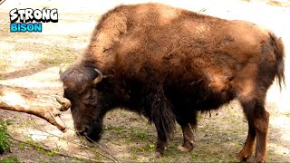 Good-Looking European Bison