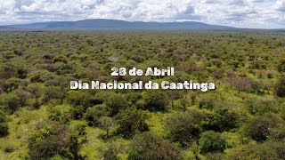 Curta Manter A Caatinga Em Pé 2024