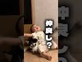 赤ちゃんはパパよりシベリアンハスキーと仲良しに育ちました😂 #赤ちゃんと犬