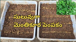 How to grow Methi leaves at home || Growing fenugreek\Methi leaves in a container || Sresta Garden