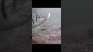 Perch Tapped the Lure Twice. #fishing #fish #perch #underwaterworld #shorts #freshwaterfishing