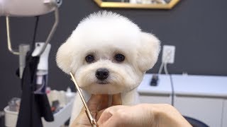 푸숑 배냇 첫미용 귀툭튀 가위컷 / dog pet poodle bichon frise mixed breed first grooming