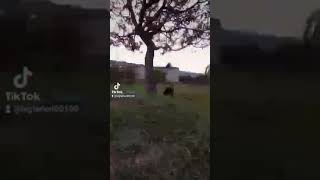 გერმანული იაგდტერიერი Jagterier