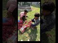 बॉम्बेक्स सीबा में कैंसर-रोधी प्रभाव देखे गए हैं, मृत्यु की दर को काफी हद तक बढ़ा दिया#my #knowledge