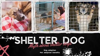 From #shelter to Home: Unraveling the Myths of #adopting Dogs by A dogsy 108 views 9 months ago 7 minutes, 10 seconds