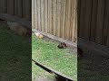 Bokken And Krumb 🐔 Doing Fenceline Dusties