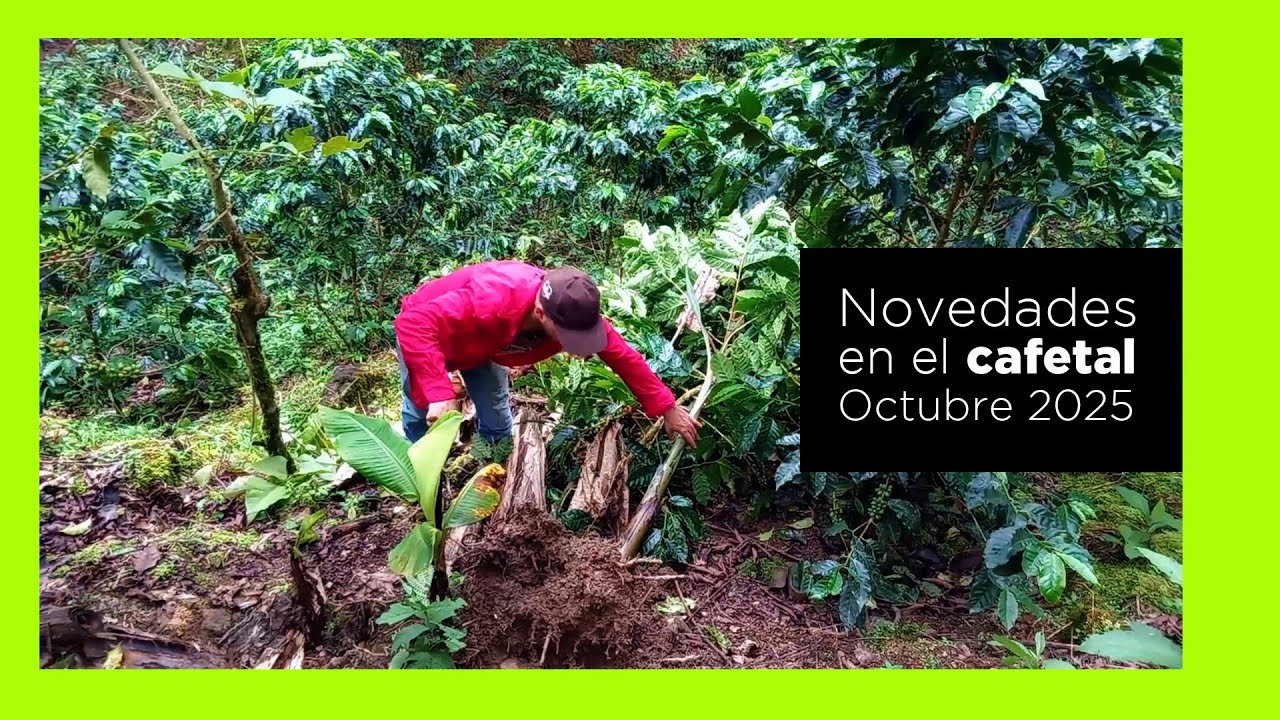 ¿Qué sorpresas hay hoy en la finca? Tarrazú, Bajo Los Reyes, Octubre 2025