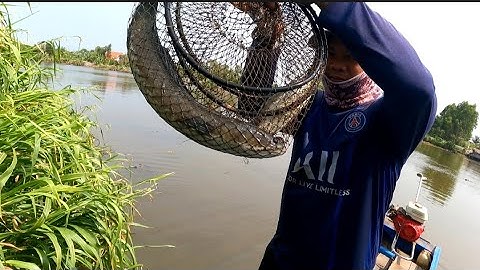 Thăm Lờ Gặp Ao Cạn Nước Quá Nhiều Cá Út Cưng Mò Dính Liền Con