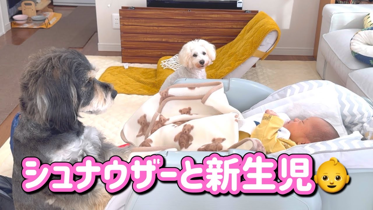 【犬と赤ちゃん】赤ちゃんに夢中なミニチュアシュナウザー
