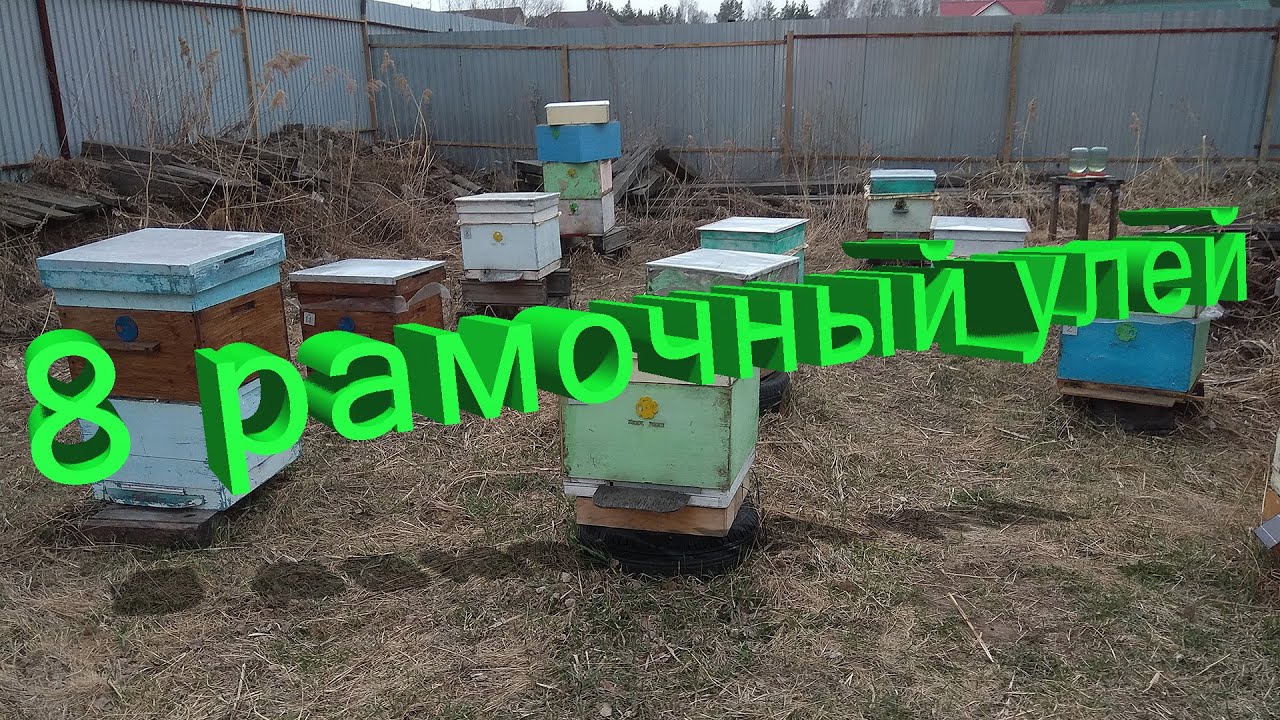 Профессор Кашковский про 8 рамочный улей