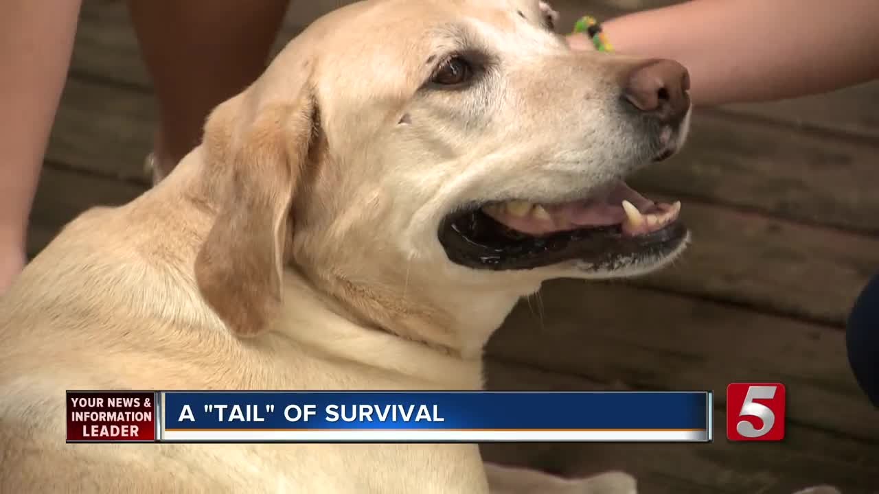 Dog Miraculously Survives Being Hit By Train - YouTube