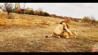 Видео 18+ ! Как львица Симона изменила Султану с Гиреем !