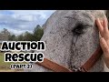 First look at our auction horse  its worse than we thought