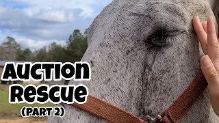 First Look At Our Auction Horse | It's Worse Than We Thought!