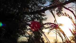 Morning Ambience-birds chirping||suasana pagi di desa-suara kicauan burung