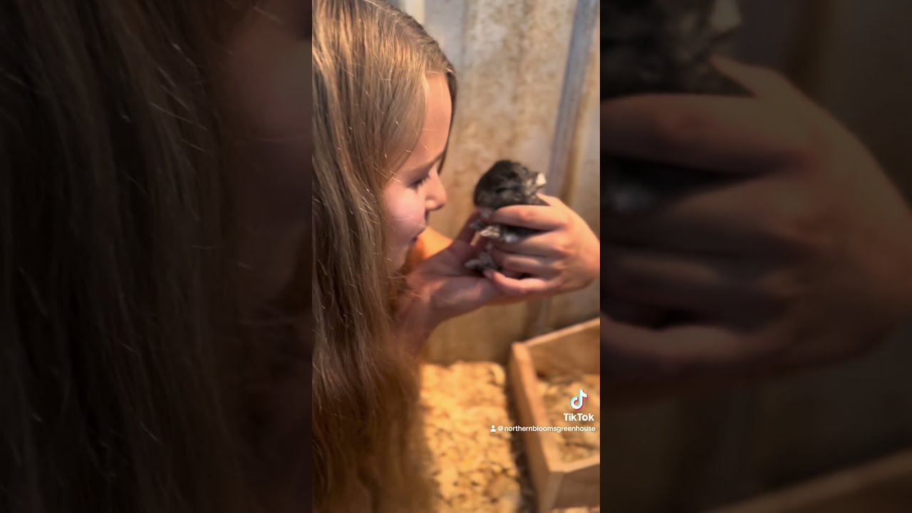 We got baby bunnies 💕 