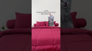 Rekomendasi Bed Cover Set Sprei Special Ramadan Part 4 | Kintakun