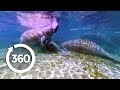 Let's Go Places: Florida | Oh, the Huge Manatees! (360 Video)