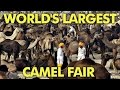 Culture Shock - Camel Fair | Pushkar, Rajasthan
