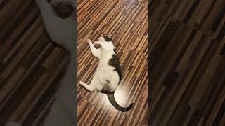 Rollen ist seine Spezialität 😹