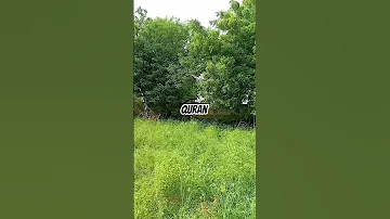 Beautiful Recitation Of Quran Subscribe Viralvideo Nature Tiktok Yutubeshorts Sukkur 