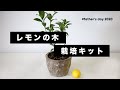 【父の日おすすめギフト】レモンの木栽培キット