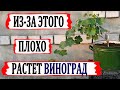 🍇 Никогда ТАК не ПОДВЯЗЫВАЙТЕ побеги ВИНОГРАДА. Вот почему не растут МОЛОДЫЕ КУСТЫ.