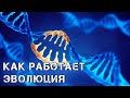 Как Работает Эволюция и к Чему Она Приведет?