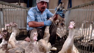 60 millions de canards vont être vaccinés contre la grippe aviaire