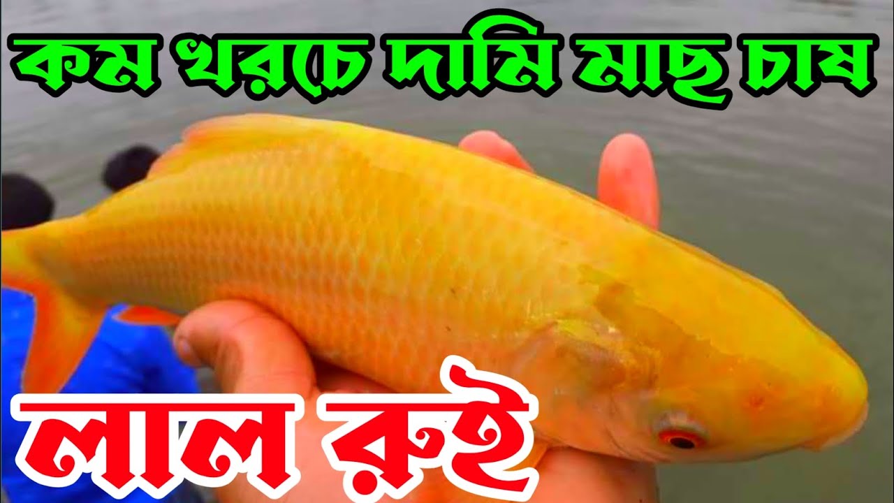 লাল রুই মাছ চাষ পদ্ধতি / লাল রুই মাছের পোনা lal rui fish - YouTube