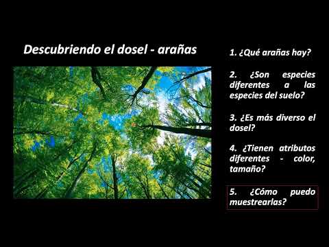 Video: ¿Qué comen los árboles del dosel?